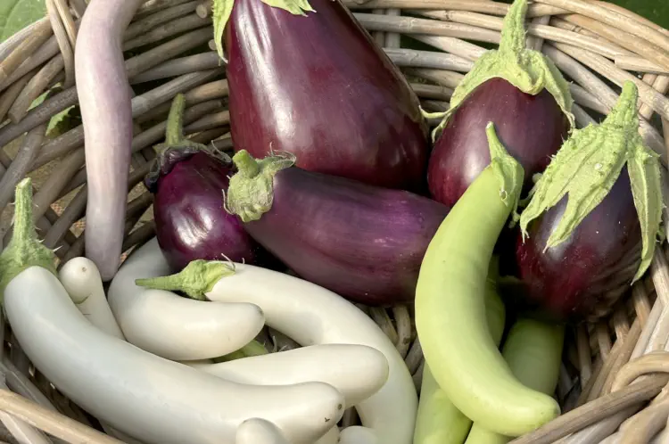 How to Grow Aubergines from Seed: A Complete Guide for Beginners